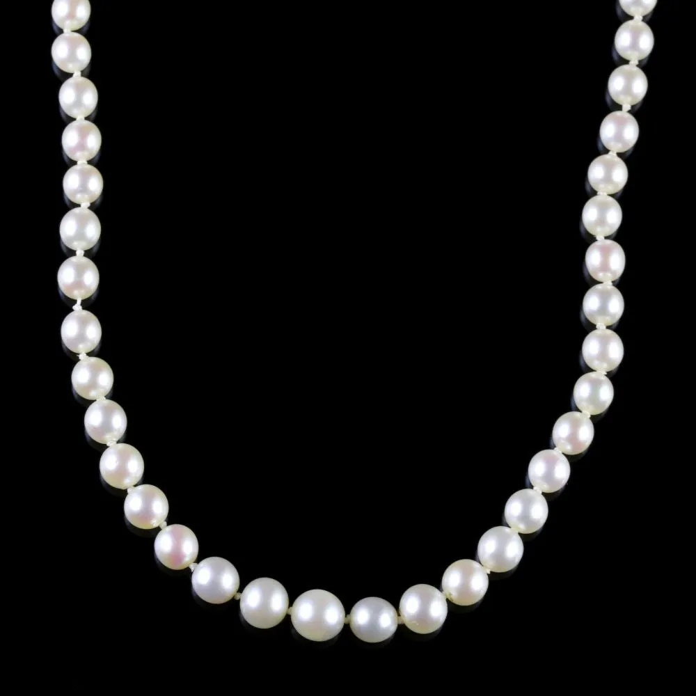 Antique Victorian Pearl Boxed Necklace Circa 1900